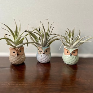 Owl Air Plant Display Kit, Air Plant Holder Set, Owl Theme Air Plant Display