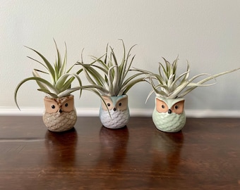 Owl Air Plant Display Kit, Air Plant Holder Set, Owl Theme Air Plant Display