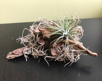 Zestaw do ekspozycji roślin powietrznych z drewna dryfującego, terrarium z mchu