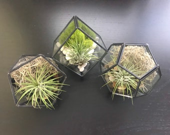 Kit moderno per terrario in vetro per piante aeree: contenitore nero