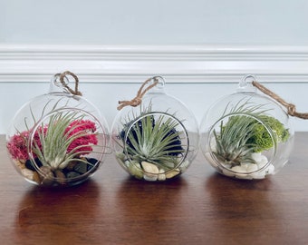 Mini Round Air Plant Terrarium Kit: 3 Inch Glass