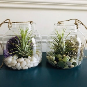 Glass and Jute Hanging Holder Air Plant Terrarium Kit, DIY Terrarium, Living Tillandsia Air Plant, Air Plant Terrarium