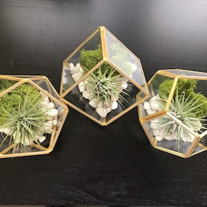 Modern Glass Air Plant Terrarium Kit, DIY Terrarium, Living Tillandsia Air Plant, Air Plant Terrarium