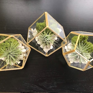 Create Your Own Modern Glass Air Plant Terrarium Kit, DIY Terrarium, Living Tillandsia Air Plant, Air Plant Terrarium