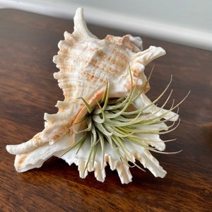 May include: A white seashell with a brown and orange pattern, with a green air plant growing inside. The seashell and plant are sitting on a wooden surface.