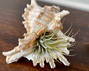 May include: A white seashell with a brown and orange pattern, with a green air plant growing inside. The seashell and plant are sitting on a wooden surface.