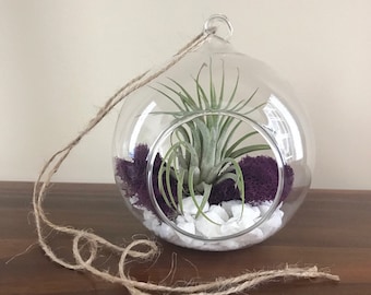 Create Your Own Round Air Plant Terrarium Kit, DIY Terrarium, 4inch container, Living Tillandsia Air Plant, Air Plant Terrarium