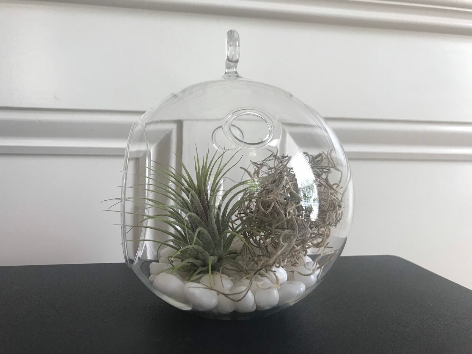 Large 6 Round Air Plant Terrarium Kit DIY Terrarium 6inch Etsy