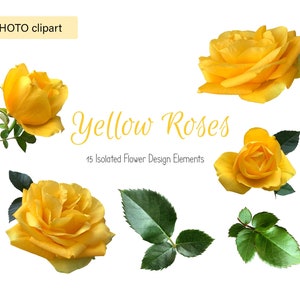 Rosas Amarelas Foto clipart, clipart floral, foto clipart, rosas, flores rosas isoladas, traçado de recorte elementos de design de decoração floral, PNG