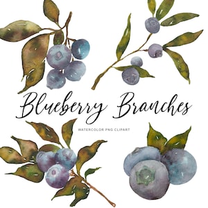 Blueberry Branches Clipart - Blueberry Graphics - Transparent PNG Watercolor Blueberry Bloom Branches - Personal Commercial Use