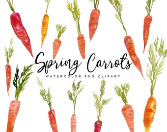 Watercolor Spring Carrot Clipart - Orange and Red Carrot Transparent PNG Graphics - Personal Commercial Use