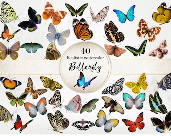 Realistic Butterfly Clipart: 40 Colorful PNG Graphics (Commercial Use)