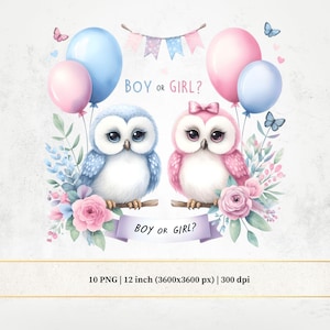 Uil gender Reveal clipart, blauwe en roze nachtvogel png, aquarel gender Reveal meisje of jongen, wat wordt de baby?, kaarten maken