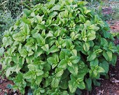 Melissa officinalis - Lemon Balm (live plants)