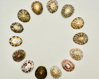 Limpet 1 mural