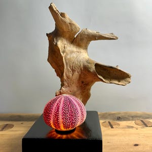 Peut inclure: Lampe décorative avec une coquille d'oursin rose éclairée, posée sur une base en bois noir. Un morceau de bois flotté est derrière la lampe. La lampe est sur une table en bois.