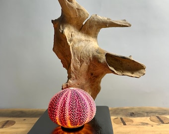 Sea urchin lamp root wood 2