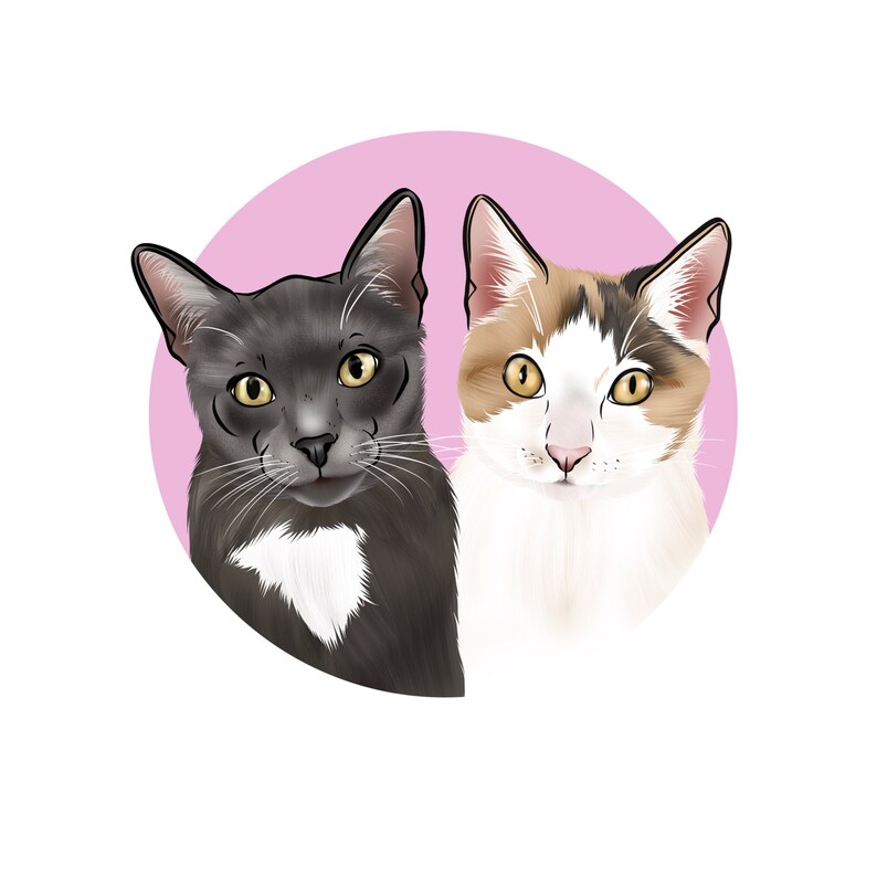 May include: Two cats, one gray with white markings and one white with orange and brown markings, are looking at the camera. They are on a pink background.