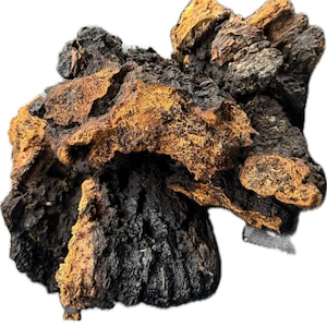 chaga mushroom chunks 100% pure wild foraged, Americas best Chaga, all natural organic dried Chaga, homemade Chaga tea best antioxidant