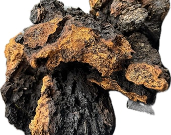 chaga mushroom chunks 100% pure wild foraged, Americas best Chaga, all natural organic dried Chaga, homemade Chaga tea best antioxidant