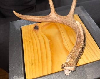 Natural Shed Deer Antler – Rustic Home Decor, Cabin Decor, Craft Antler, Taxidermy Display, Man Cave Gift, Real Whitetail Antler from ADK