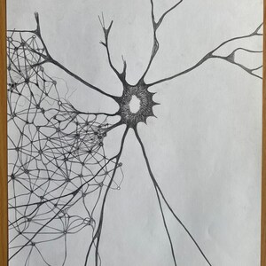 May include: A black and white pencil drawing of a neuron, a type of nerve cell, with a central cell body and multiple branching dendrites and axons.