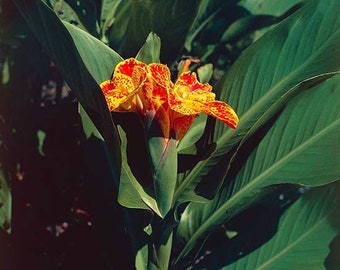 12 Canna lily’s