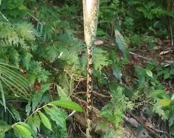 Amorphophallus galbra: Ultra rare