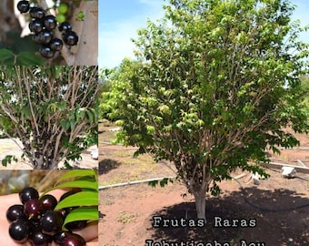 Plinia cauliflora "Acu Paulista" Jaboticaba