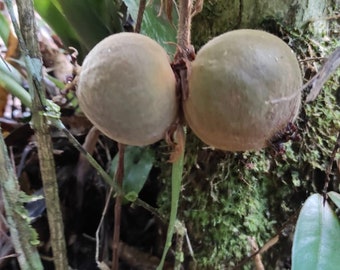 Plinia rara var. Verde ultra rare plinia from the Bahia Atlantic rainforest. Video of the find in description