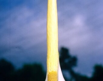 Amorphophallus variabilis