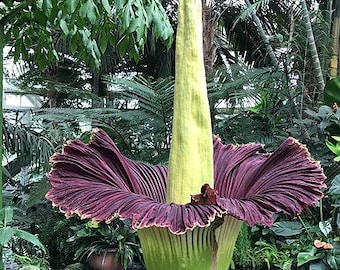 Amorphophallus titanum  Common Name | Corpse Flower]