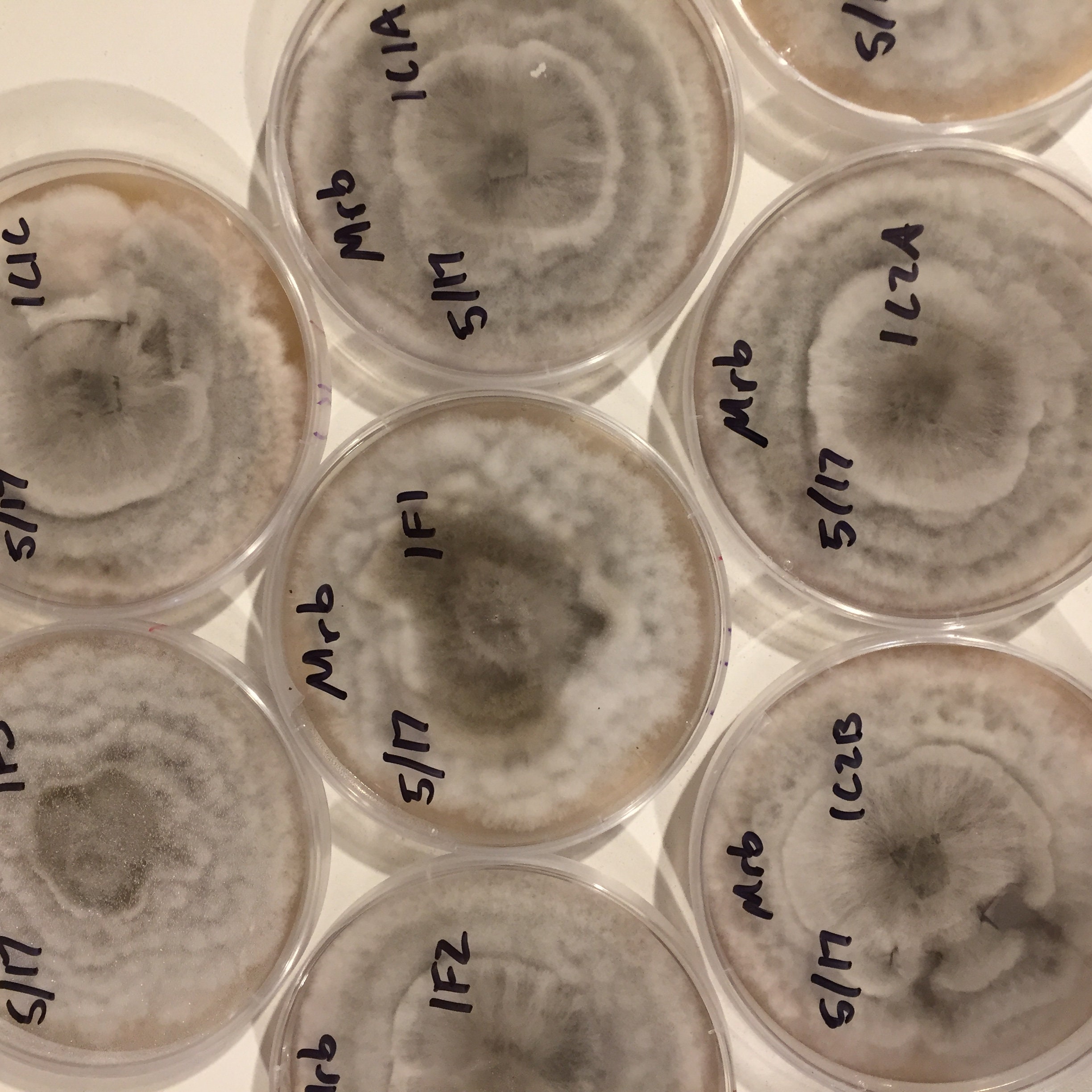 Blushing Morel Liquid Culture morchella Rufobrunnea choose Etsy