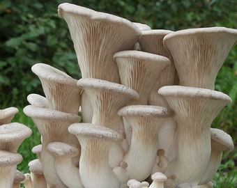 Trumpet Mushroom / Queen Oyster Liquid Culture (Pleurotus eryngii) [Choose 3 cultures, get one free!]