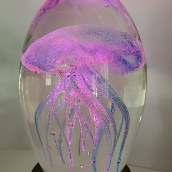 Farm raised jellyfish