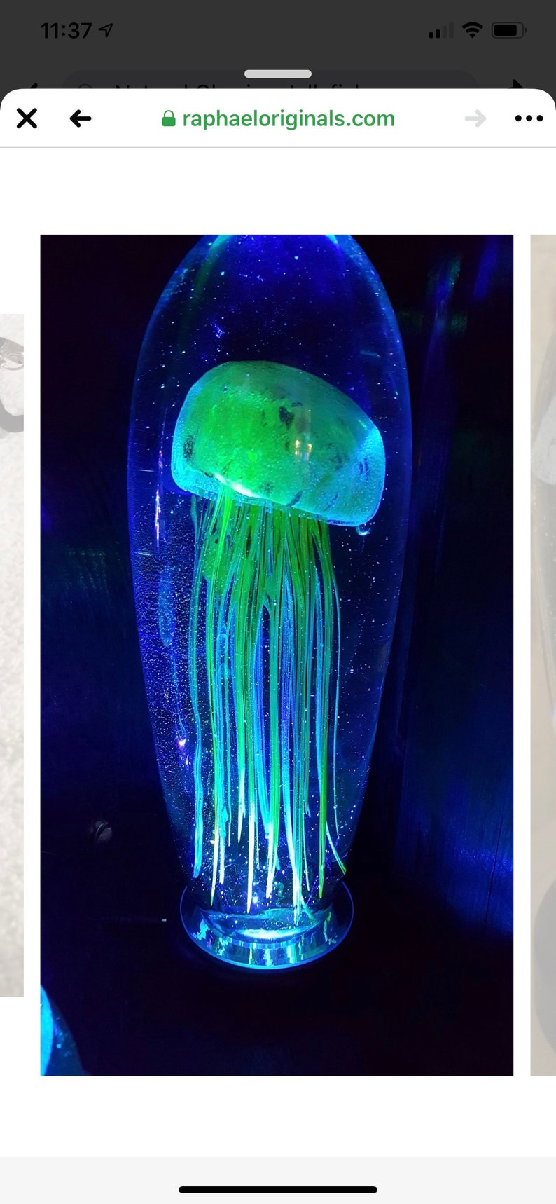 Natural glowing jellyfish Etsy