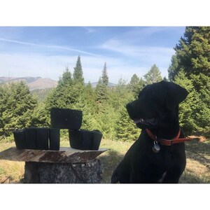 Peut inclure: Un chien noir est assis dans un environnement forestier, regardant vers la droite. Le chien porte un collier rouge avec une &eacute;tiquette. Il y a quatre objets circulaires noirs sur une souche d'arbre au premier plan.