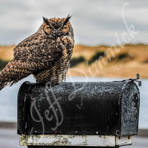 Mailbox Wisdom ~ Great Horned Owl Perched On Mailbox ~ Florence, Oregon USA