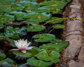 Water Lily Tranquility - Beautiful Fine Art Print