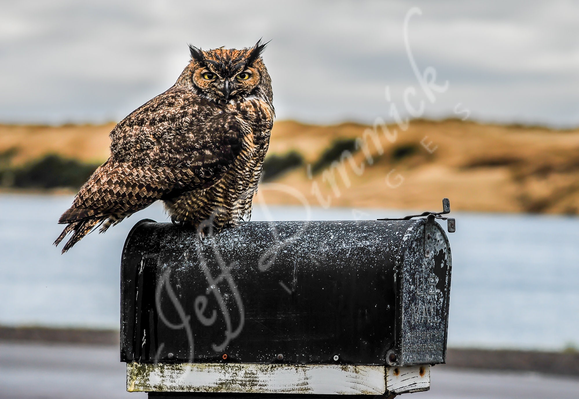 Mailbox Wisdom ~ Great Horned Owl Perched On Mailbox ~ Florence, Oregon USA