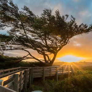 Sun Swept ~ Holman Vista ~ Sutton Recreation Area ~ Siuslaw National Forest ~ Florence, Oregon ~ Fine Art Photographic Print