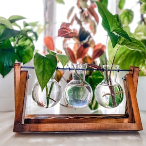 Glass Propagation Vase Bulbs with Wood Stand
