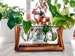 Glass Propagation Vase Bulbs with Wood Stand 