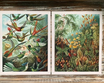 Ernst Haeckel Illustration Art Print Set, Hummingbirds, Forest Moss Plants, Colorful Nature Prints, Birds Wall Art, Home Decor, Gift Idea