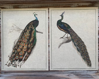 Rustic Vintage Style Peafowl Art Prints on Parchment Cardstock, Perfect for Hanging Ornithological Wall Art and Country Home Decor Gift Idea