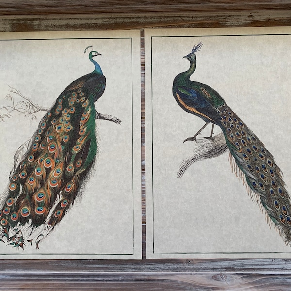 Impresiones de arte de pavo real de estilo rústico vintage en cartulina de pergamino, perfectas para colgar arte de pared ornitológico y una idea de regalo de decoración de hogar de campo