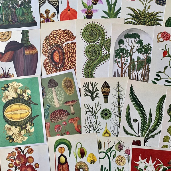 Botanical Illustrations | Vintage Style Postcards | Sets of 5, 10, 20 or 30: Katie Scott and Kathy Willis, Prints, Gifts, Scrapbooking, Mail