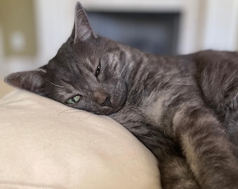 Organic Cat Head Pillow