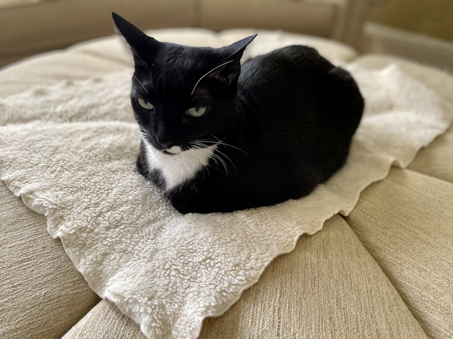 Organic Fleece Cat Blankets Handmade Sherpa Pet Blanket Etsy