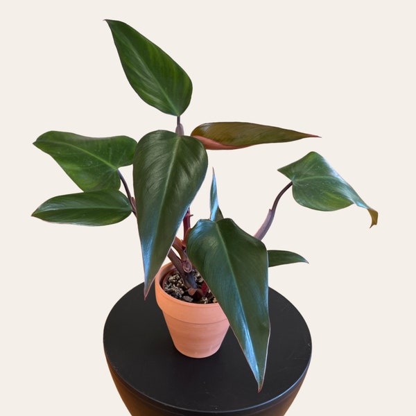 Philodendron Ruby